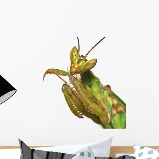 mante religieuse Wall Decal