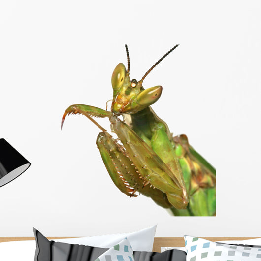 mante religieuse Wall Decal