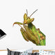 mante religieuse Wall Decal