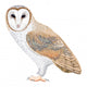 Barn Owl Wall Decal