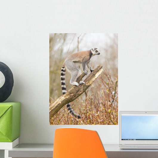 Ring-tailed Lemur Lemur Catta