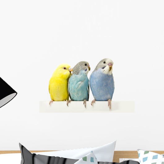 Three Birds Are White