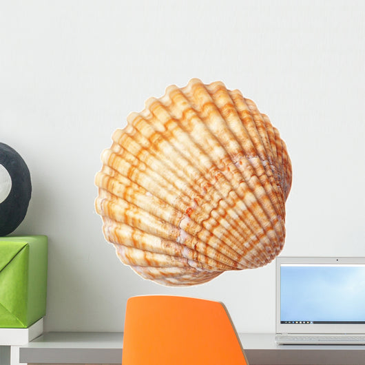 Beautiful Sea Conch Texture