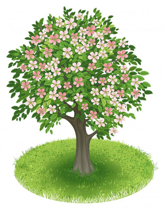 Blossoms Tree Green Field