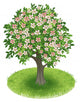 Blossoms Tree Green Field