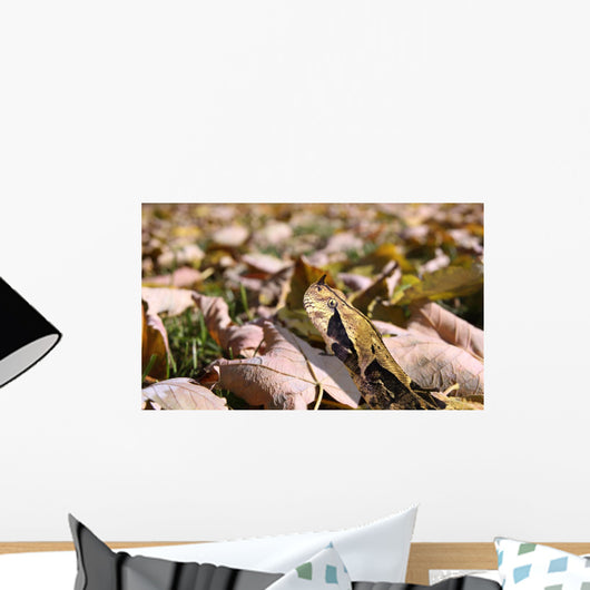 West African Gaboon Viper Wall Mural