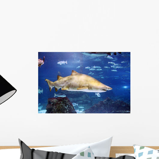 Shark