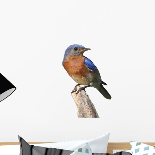 Bluebird Perch with White