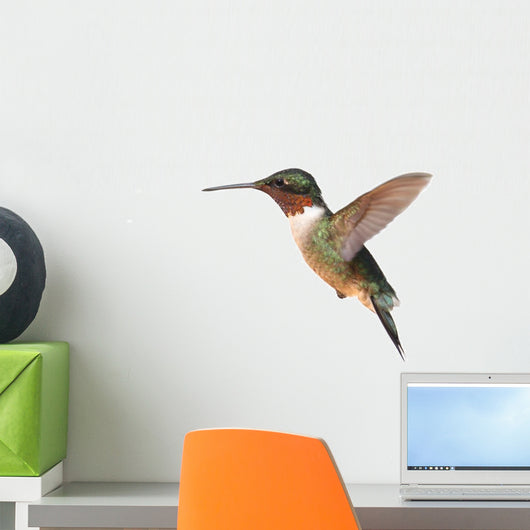 Ruby-throated Hummingbird