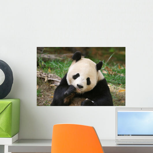 Panda Bear