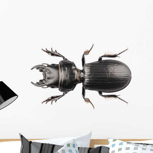 Beetle Species Lucanus Cervus