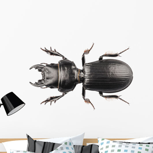 Beetle Species Lucanus Cervus