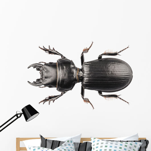 Beetle Species Lucanus Cervus