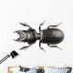 Beetle Species Lucanus Cervus