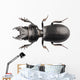 Beetle Species Lucanus Cervus