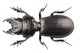 Beetle Species Lucanus Cervus