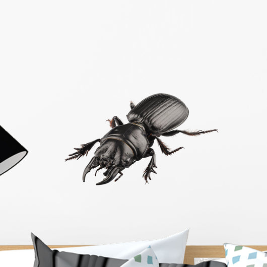 Beetle Species Lucanus Cervus Wall Decal