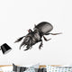 Beetle Species Lucanus Cervus Wall Decal