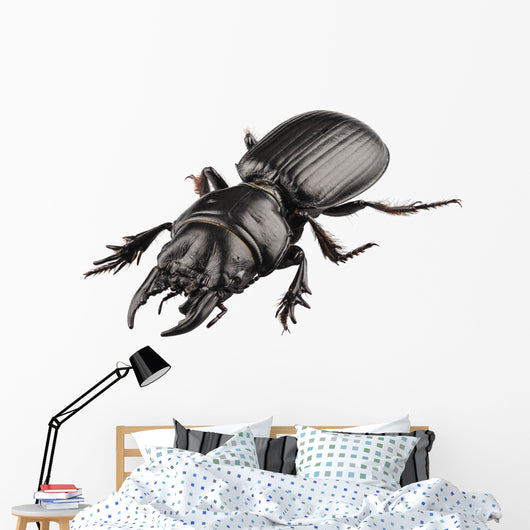 Beetle Species Lucanus Cervus Wall Decal