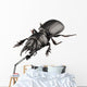 Beetle Species Lucanus Cervus Wall Decal