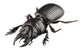 Beetle Species Lucanus Cervus Wall Decal
