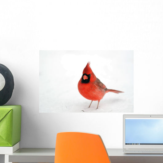 Northern Cardinal Snow