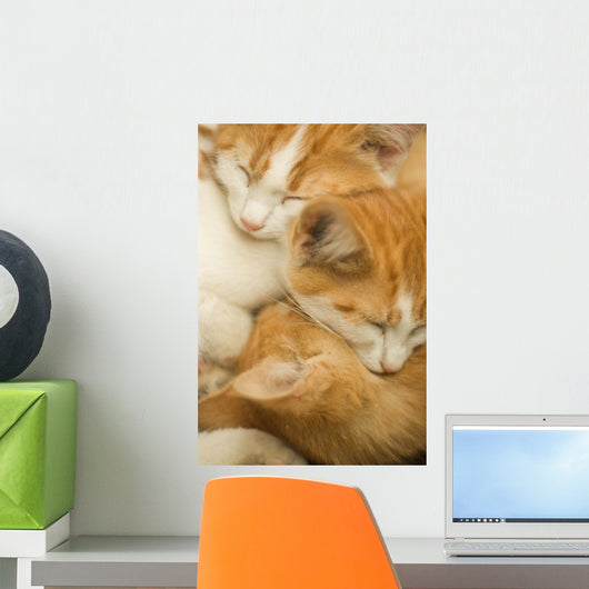 3 kittens Wall Mural