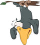 Raven hanging up feet on a branch Wall Decal