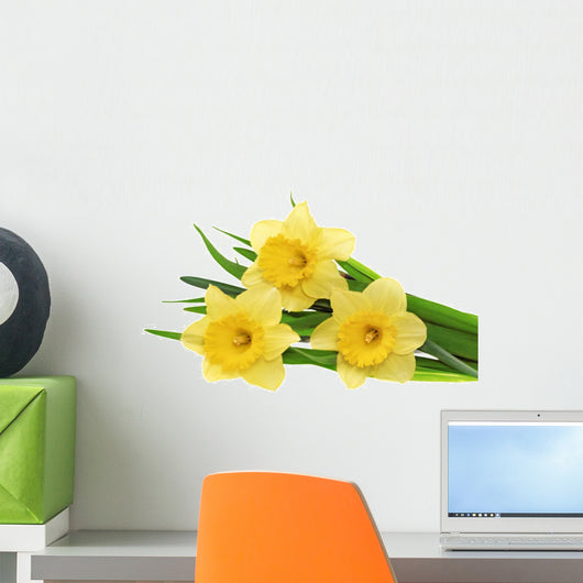 Beautiful spring three flowers : yellow narcissus (Daffodil). Wall Decal