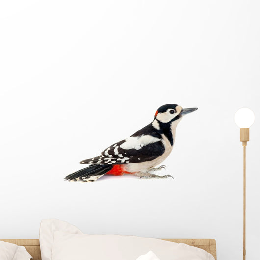 Great Spotted Woodpecker Wall Decal