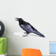 Common Raven Corvus Corax