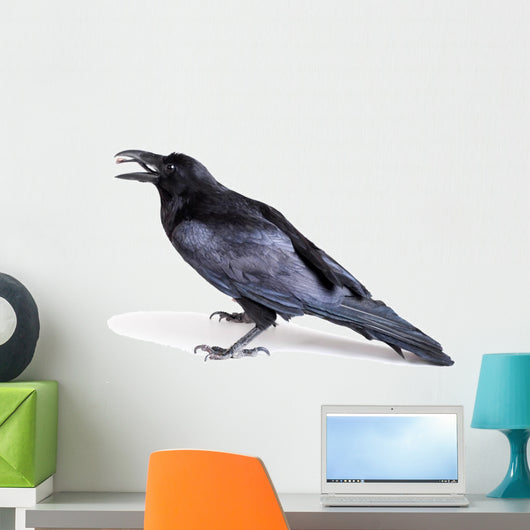 Common Raven Corvus Corax