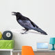 Common Raven Corvus Corax