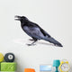 Common Raven Corvus Corax