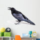Common Raven Corvus Corax