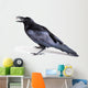 Common Raven Corvus Corax