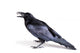 Common Raven Corvus Corax
