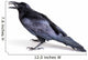 Common Raven Corvus Corax