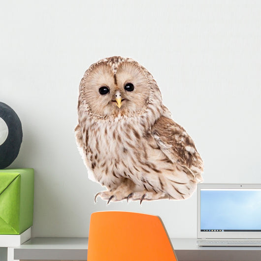 Ural Owl (Strix uralensis), isolated on white Wall Decal