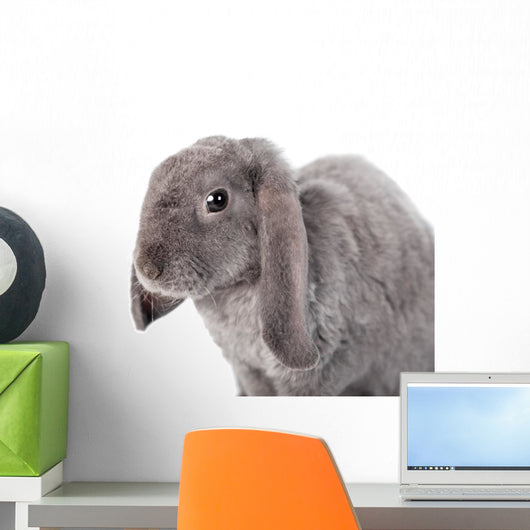 Grey Lop-eared Rabbit Rex Breed Isolated on White Wall Decal