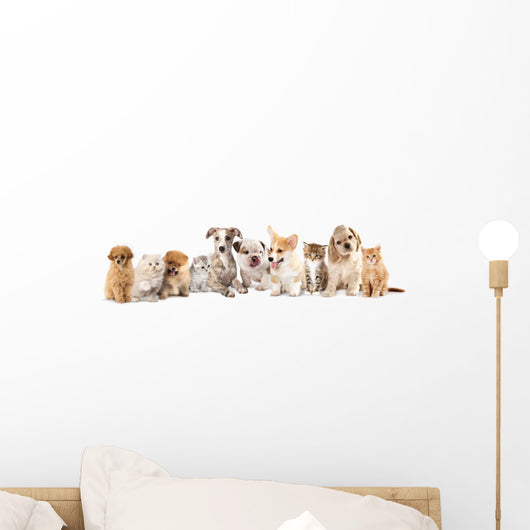 Group of Puppies фтв kitten of different breeds, cat and dog Wall Decal