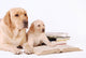 Labrador Puppy and His Wall Decal