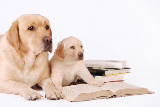 Labrador Puppy and His Wall Decal