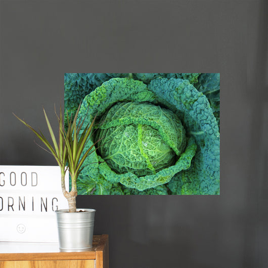 Cabbage Grows