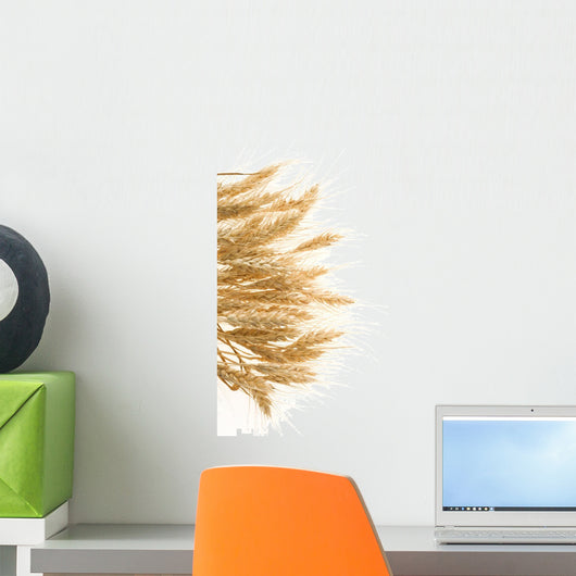 ripe ears of barley isolated on white Wall Decal