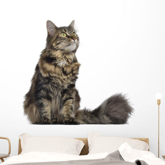 Maine coon cat, sitting and looking up, isolated on white Wall Decal