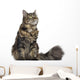 Maine coon cat, sitting and looking up, isolated on white Wall Decal