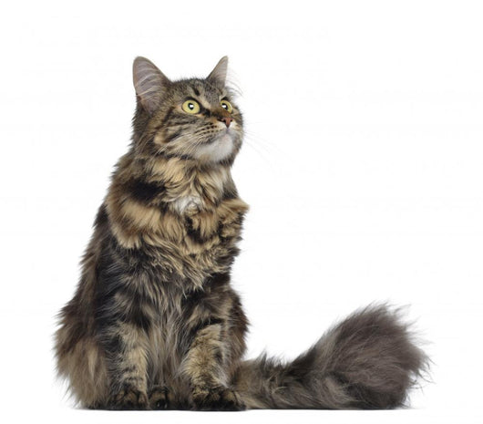 Maine coon cat, sitting and looking up, isolated on white Wall Decal