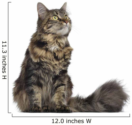 Maine coon cat, sitting and looking up, isolated on white Wall Decal