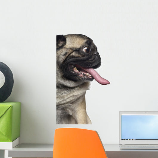 Silly Panting Pug Wall Decal
